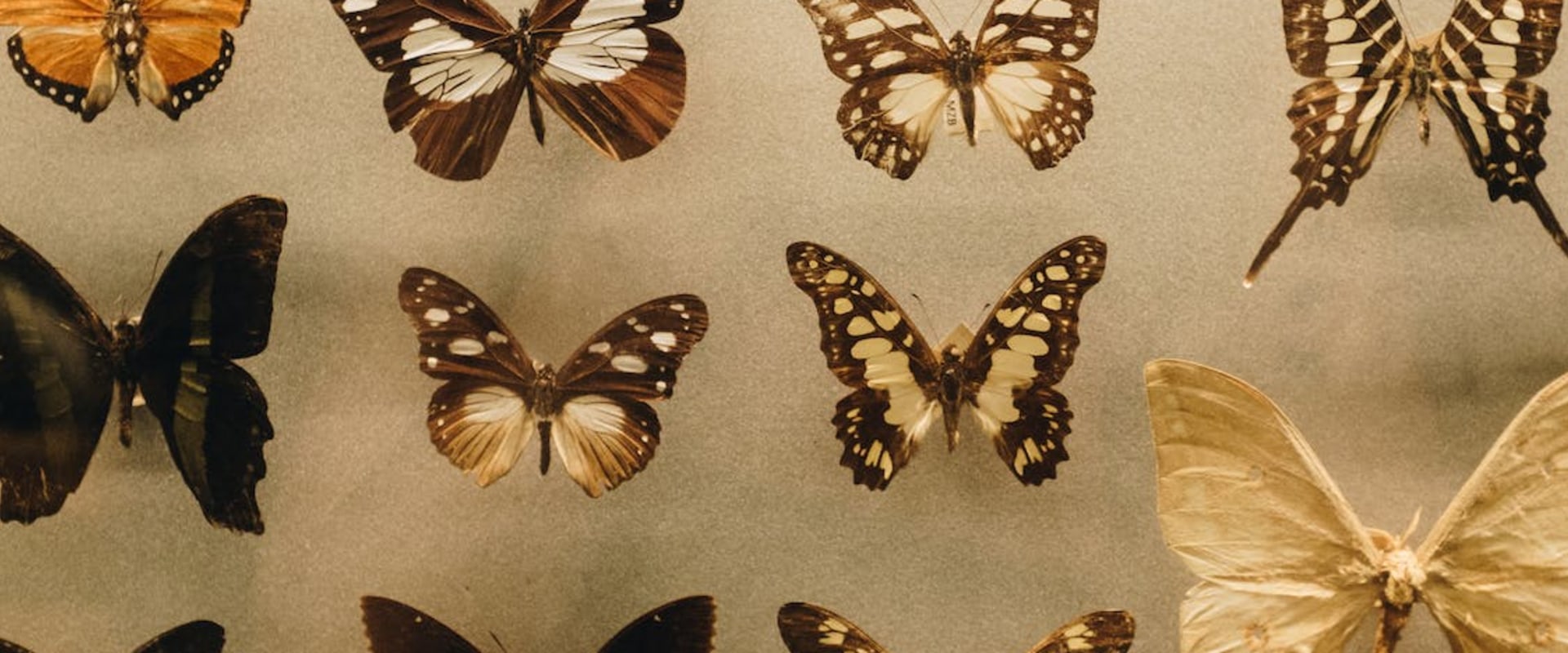 Answering Multiple Choice Questions: A Comprehensive Guide for A-Level Biology Students in London