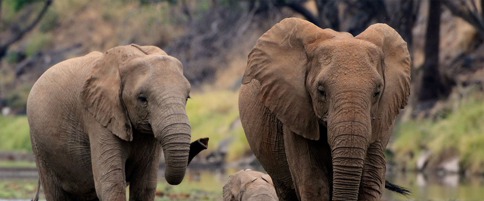 The Importance of Population Ecology in A-Level Biology