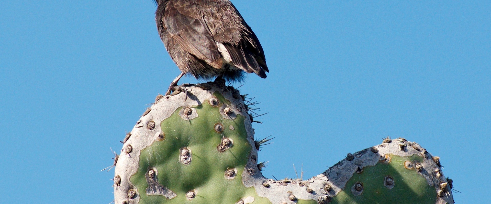 Understanding Natural Selection: A Comprehensive Guide for A-Level Biology Students in London