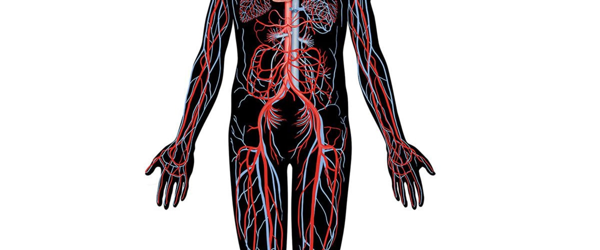 A Complete Overview of the Nervous System for A-Level Biology Students in London