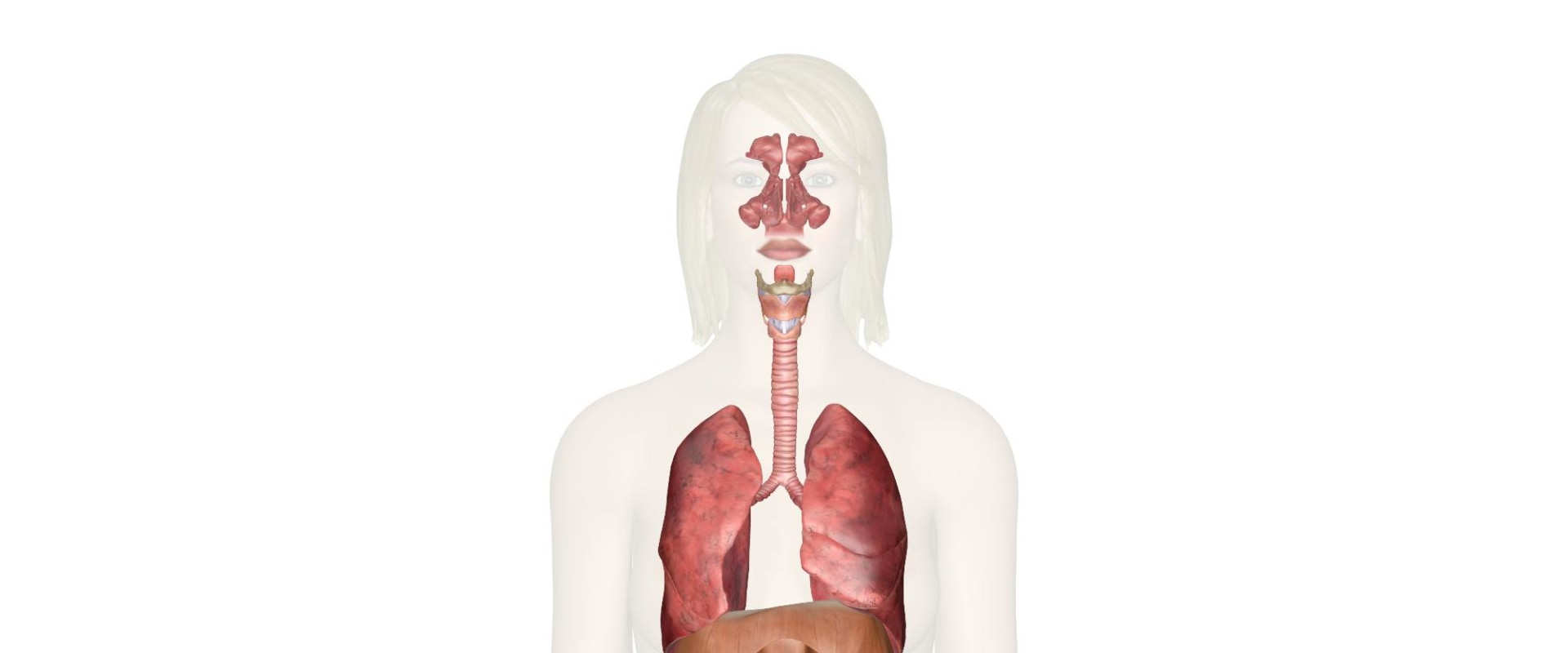 Exploring the Respiratory System: A Comprehensive Guide to A-Level Biology