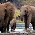 The Importance of Population Ecology in A-Level Biology