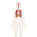 Exploring the Respiratory System: A Comprehensive Guide to A-Level Biology