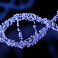 A Beginner's Guide to Understanding DNA and RNA