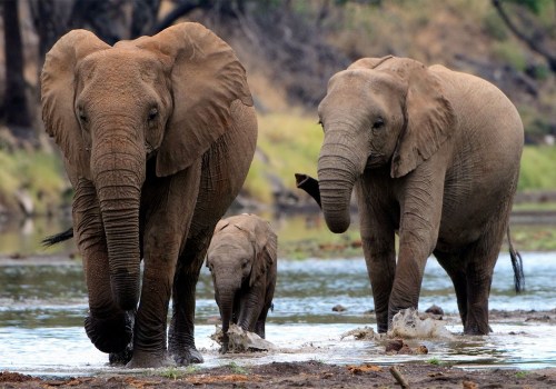 The Importance of Population Ecology in A-Level Biology