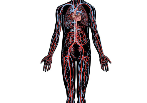 A Complete Overview of the Nervous System for A-Level Biology Students in London