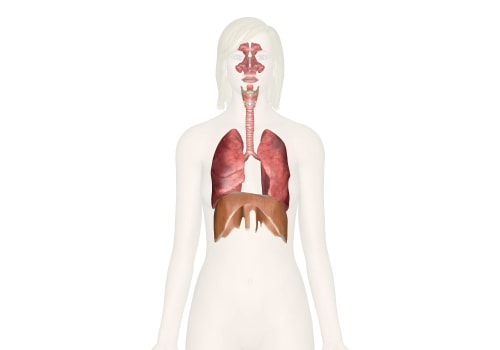 Exploring the Respiratory System: A Comprehensive Guide to A-Level Biology